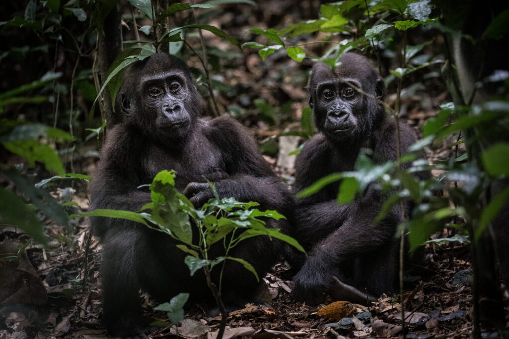 Gorillas im Odzala-Kokoua-Nationalpark im Kongo (Foto: Scott Ramsey/Kamba)